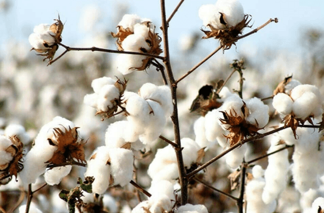 Cotton Research Institute